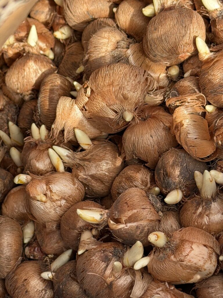 Plantation mécanisée de bulbes de crocus à Maubeuge, près du monument aux morts de la Croix de Mons, avec la société Verver Export.