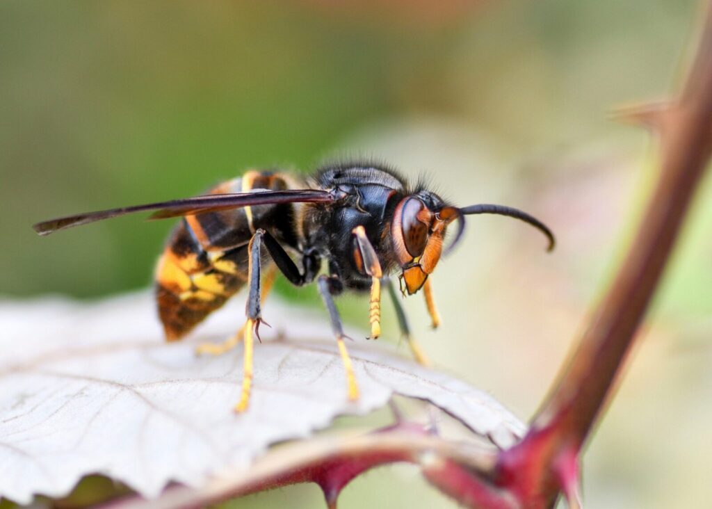 Nid de frelons asiatiques à pattes jaunes dans un arbre, avec plusieurs individus reconnaissables par leurs pattes jaunes et leur abdomen sombre orangé.